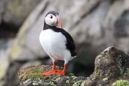 Puffin Spring Hihglights 2016