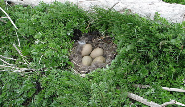 Enten-Nest