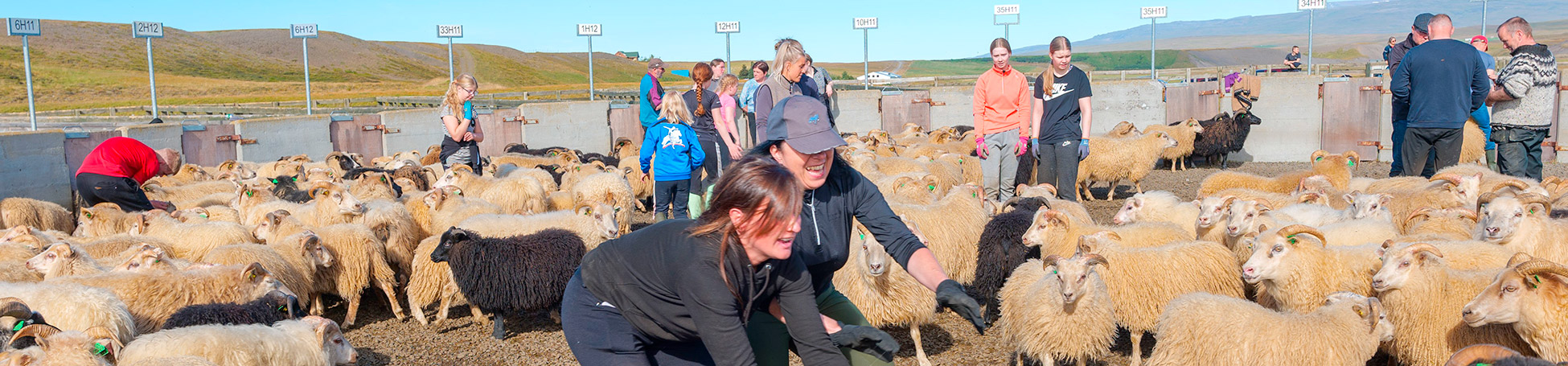 Rettir, das isländische Fest der Schafe